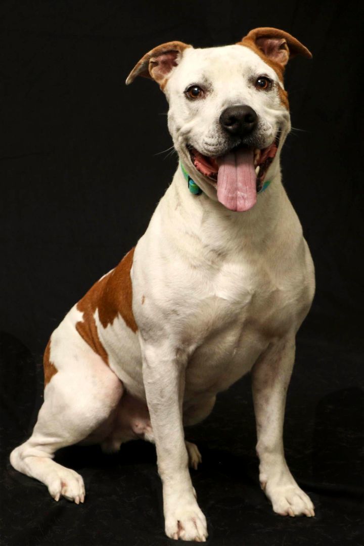 Enlarge Challenger, a Adoptable mixed breed in Cashiers, NC image 3/6