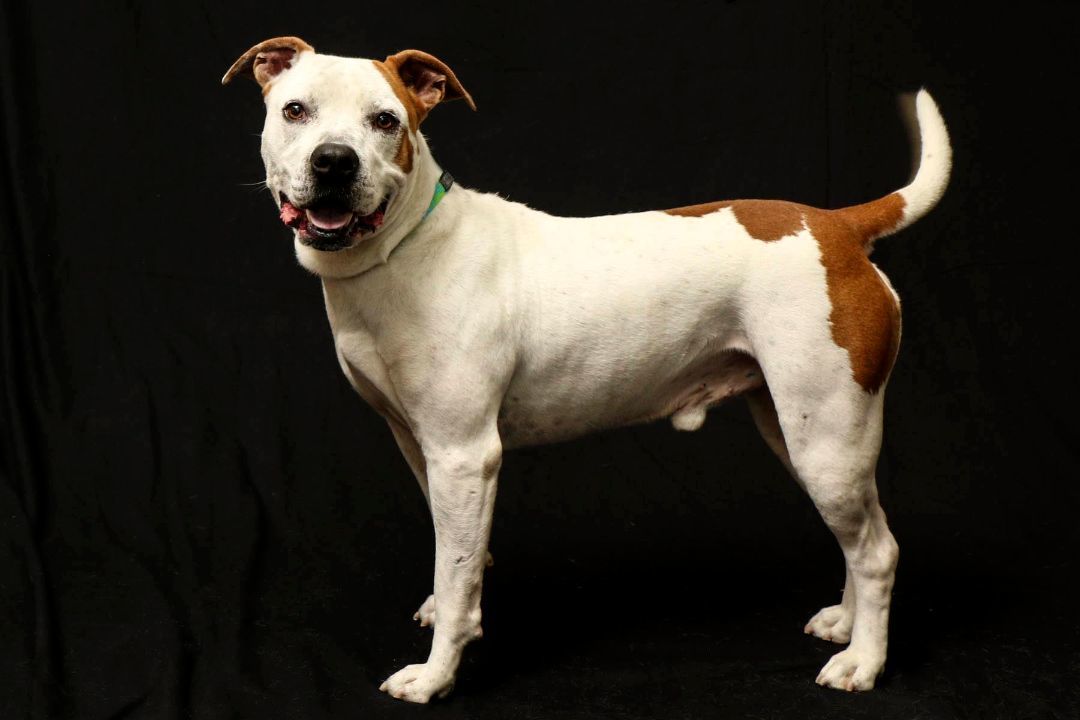 Enlarge Challenger, a Adoptable mixed breed in Cashiers, NC image 4/6