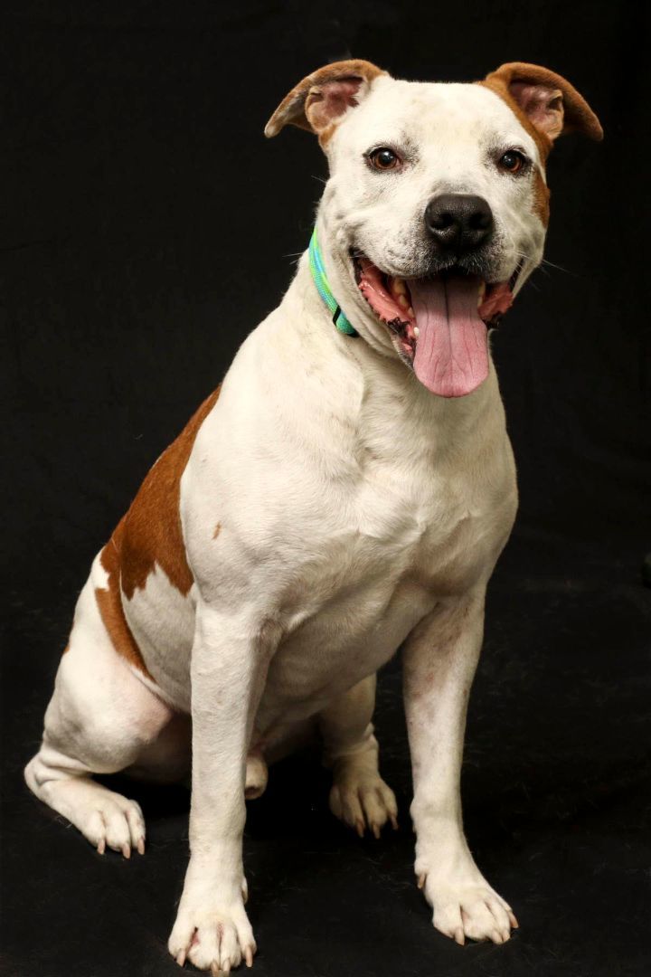 Challenger, Adoptable, Adult Male Pit Bull Terrier.