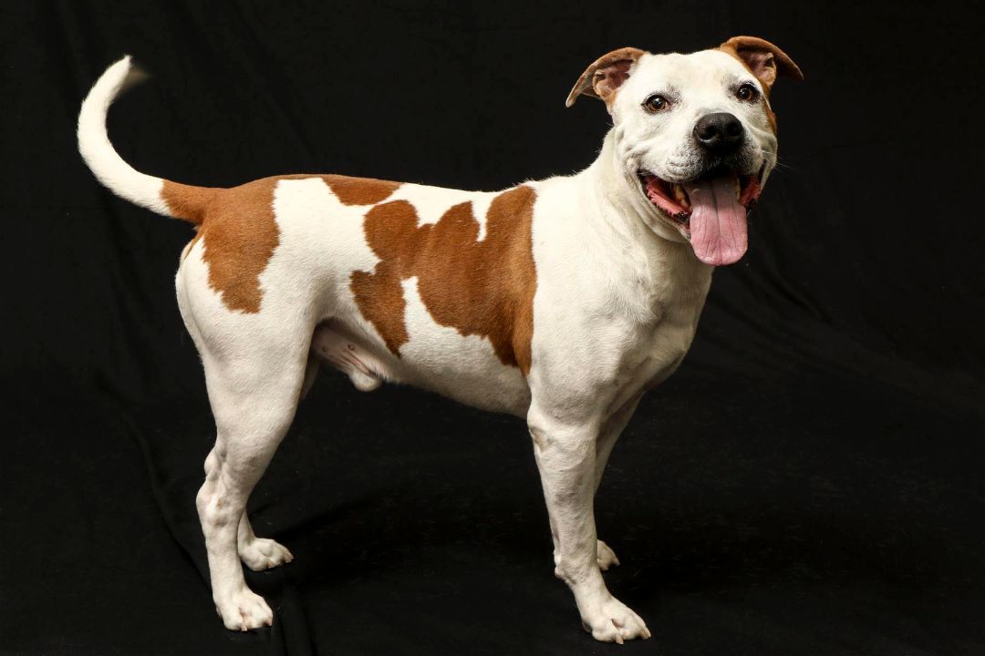 Enlarge Challenger, a Adoptable mixed breed in Cashiers, NC image 6/6