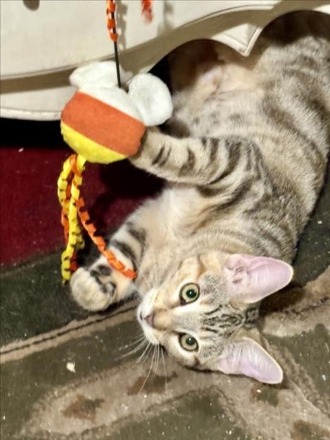 Enlarge LYDIA, a Adoptable Domestic Short Hair in Van Nuys, CA image 1/1