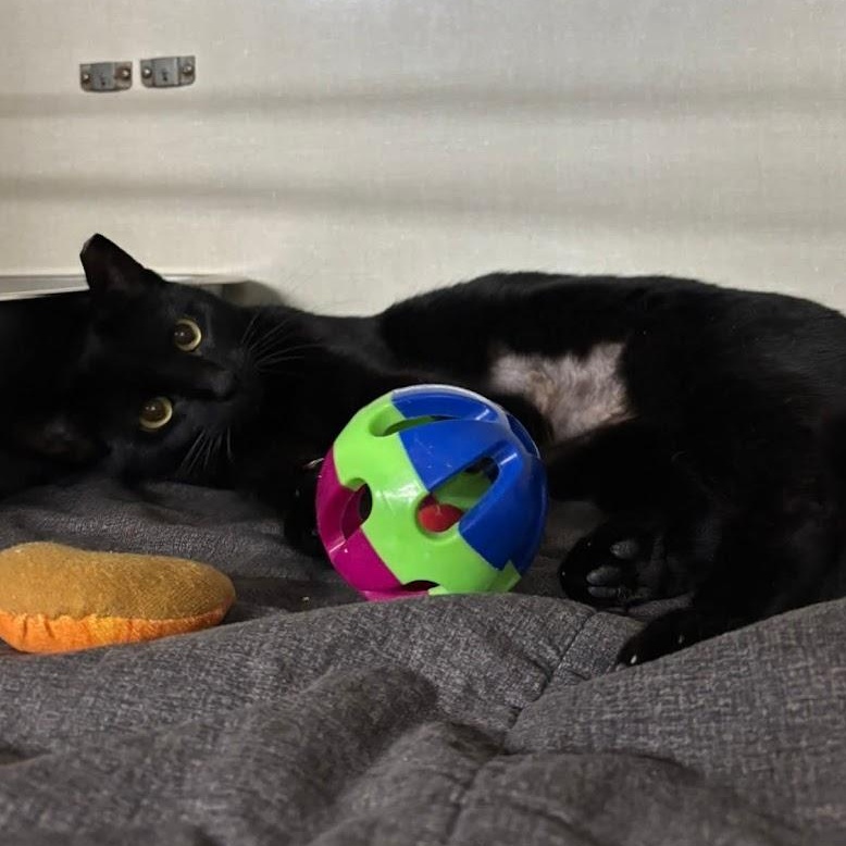 Jemima, a ADOPTABLE Domestic Short Hair in Grand Rapids, MI image 3/4