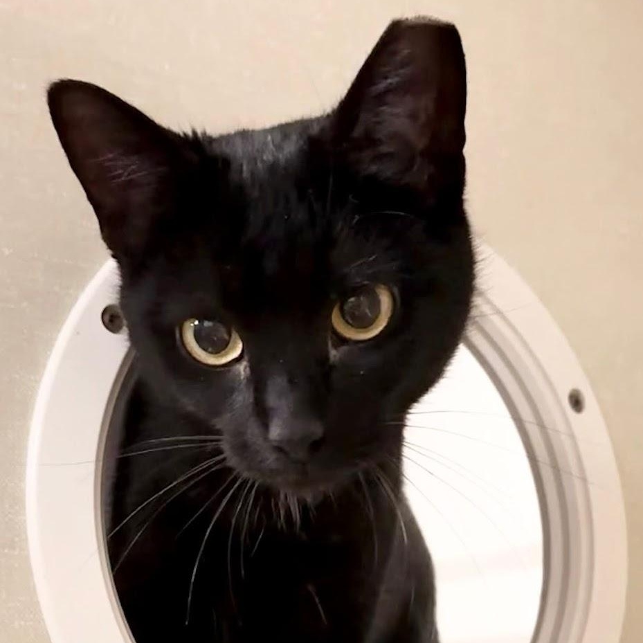 Jemima, a ADOPTABLE Domestic Short Hair in Grand Rapids, MI image 4/4
