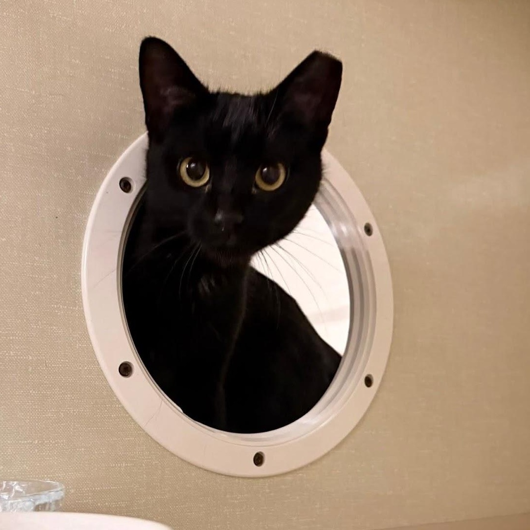 Jemima, a ADOPTABLE Domestic Short Hair in Grand Rapids, MI image 1/4