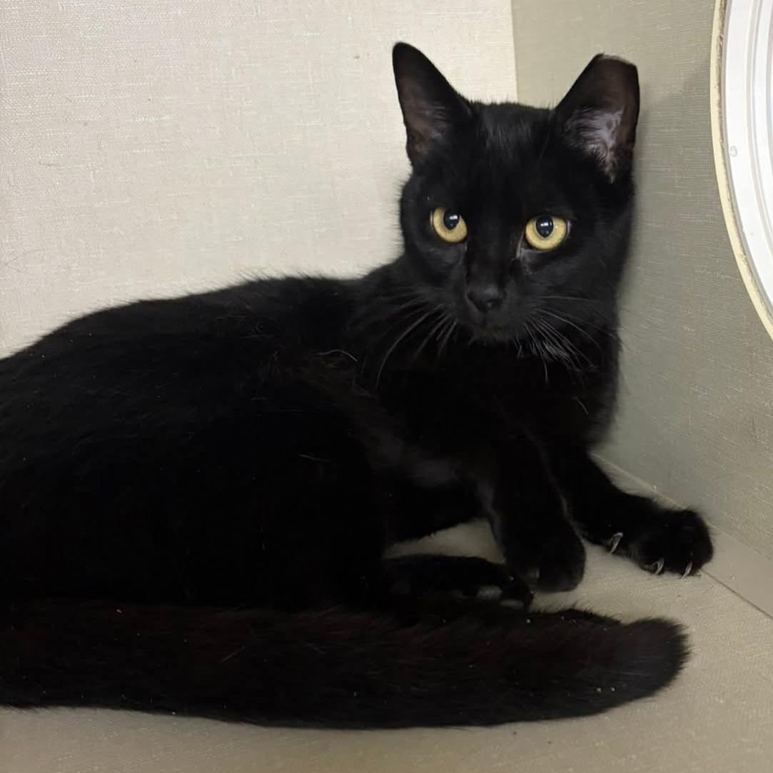 Jemima, a ADOPTABLE Domestic Short Hair in Grand Rapids, MI image 2/4