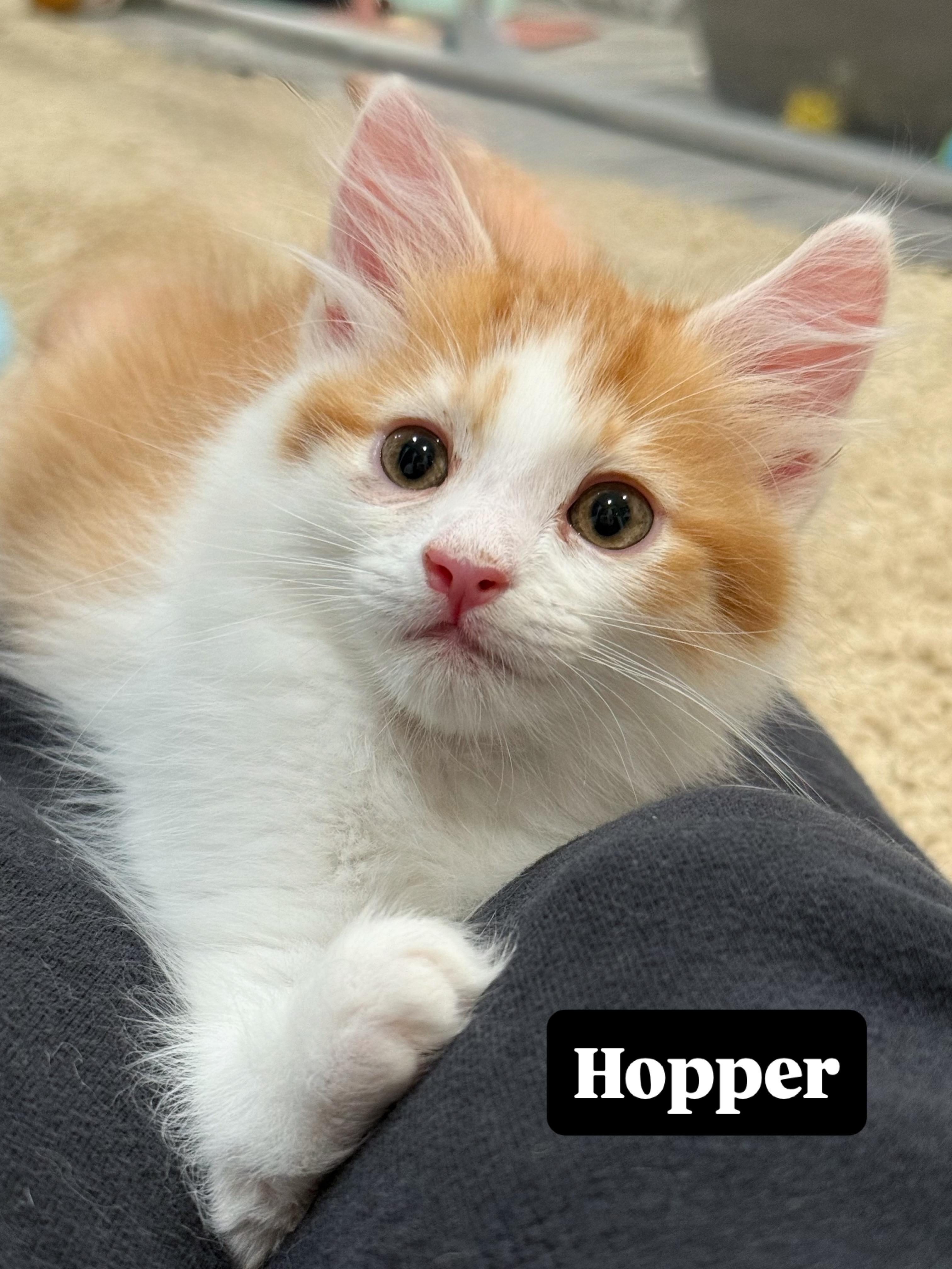 Enlarge Hopper (brother to Skip), a Adoptable Domestic Medium Hair in Studio City, CA image 2/6
