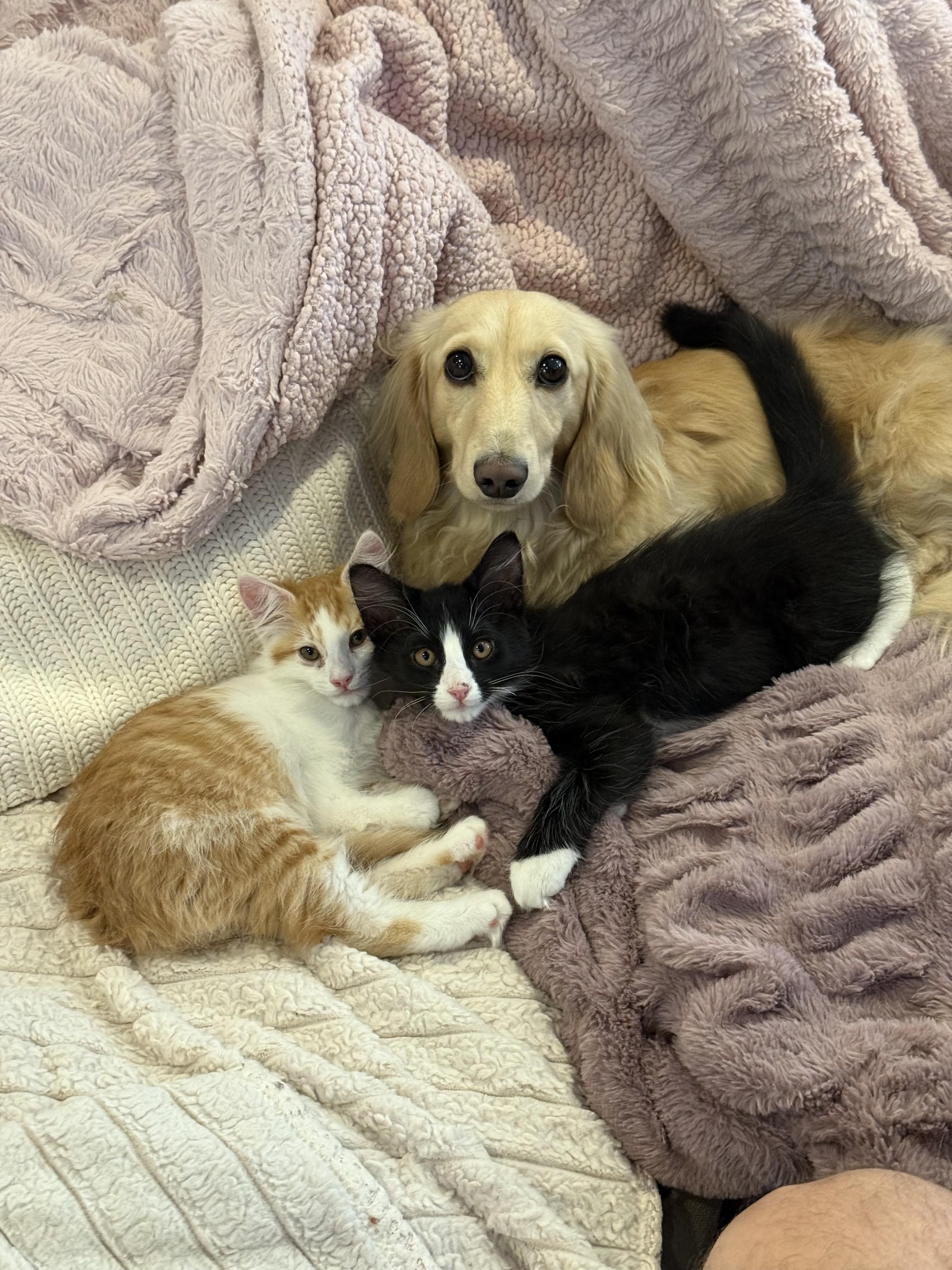 Enlarge Hopper (brother to Skip), a Adoptable Domestic Medium Hair in Studio City, CA image 6/6