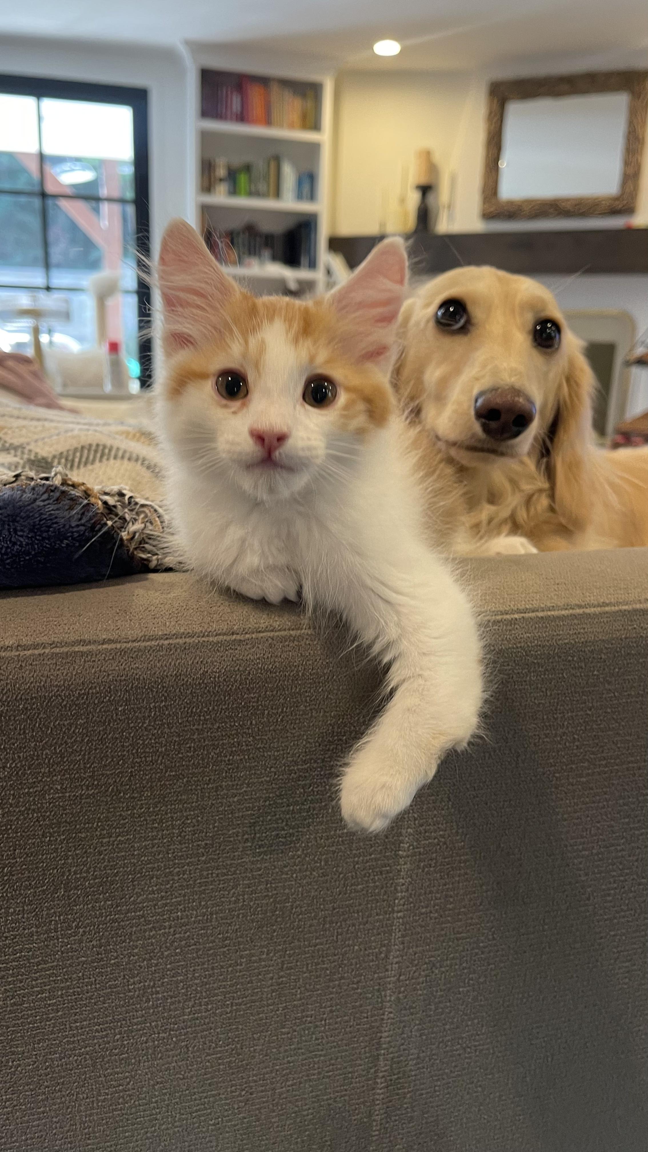 Enlarge Hopper (brother to Skip), a Adoptable Domestic Medium Hair in Studio City, CA image 3/6