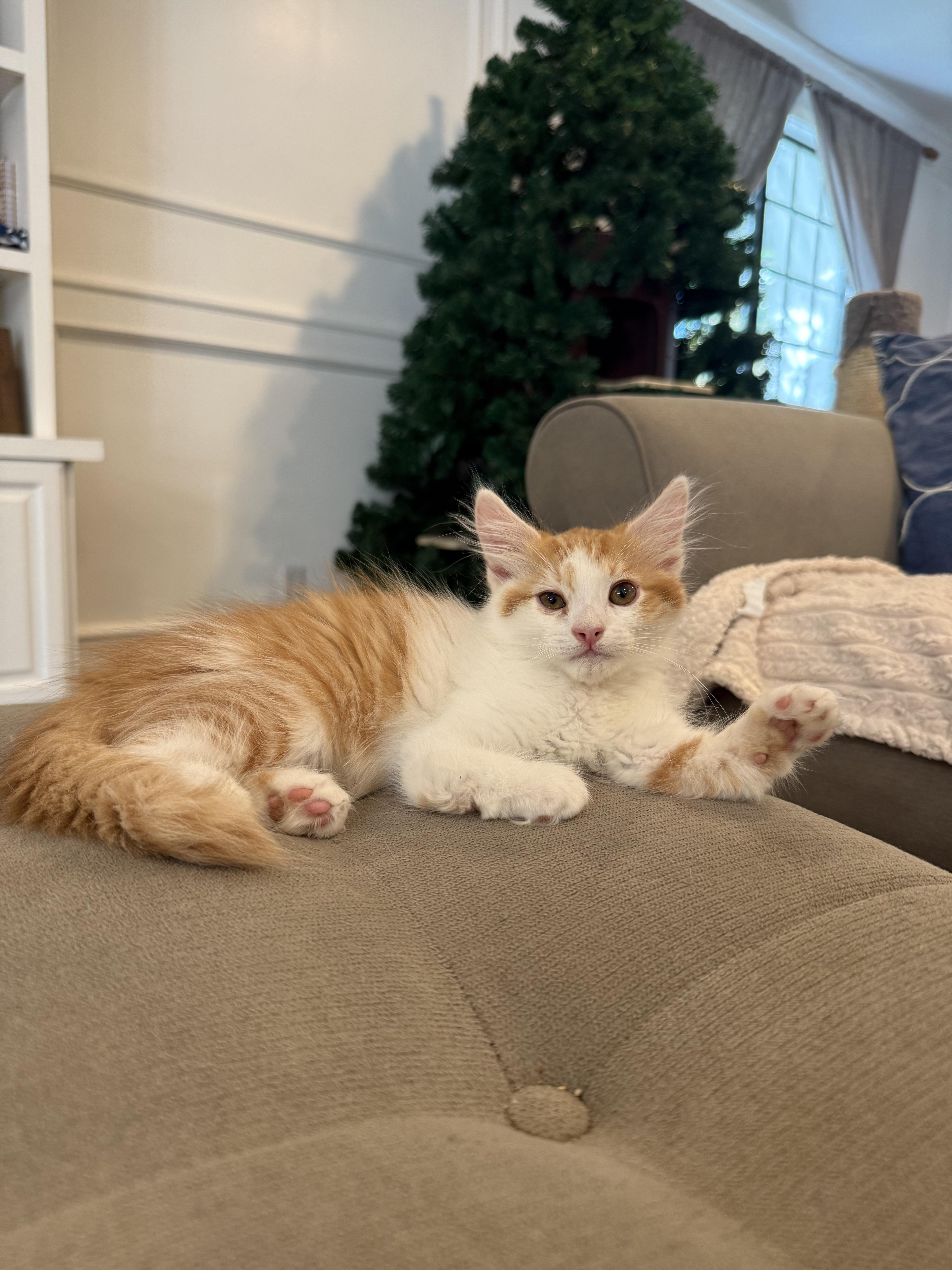 Enlarge Hopper (brother to Skip), a Adoptable Domestic Medium Hair in Studio City, CA image 5/6