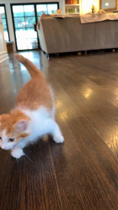 Enlarge Hopper (brother to Skip), a Adoptable Domestic Medium Hair in Studio City, CA video 4/6
