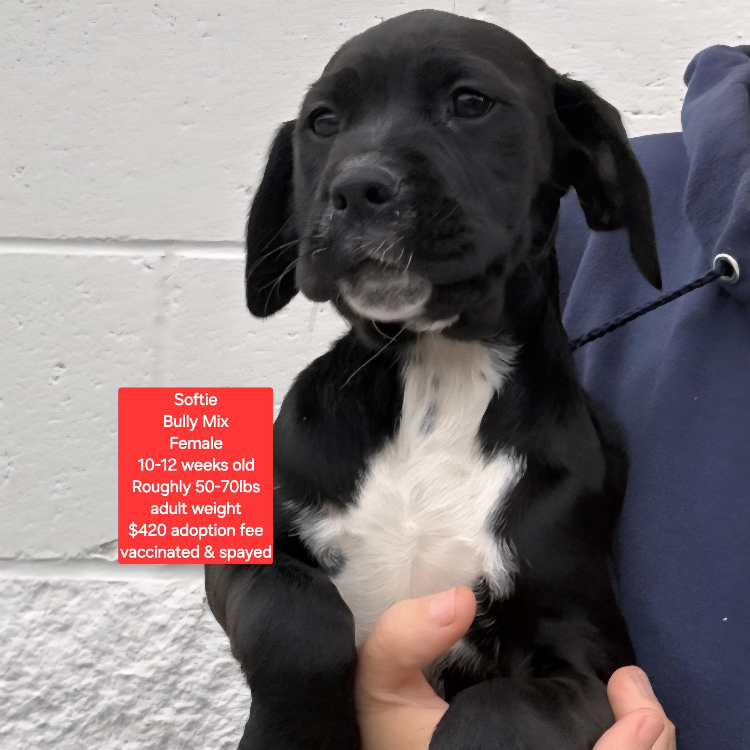 Enlarge Softie, a ADOPTABLE mixed breed in Oviedo, FL image 1/1