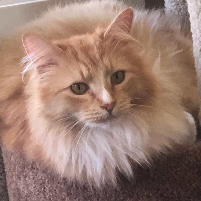 Enlarge WILBUR, a ADOPTABLE Domestic Long Hair in Sequim, WA image 3/6