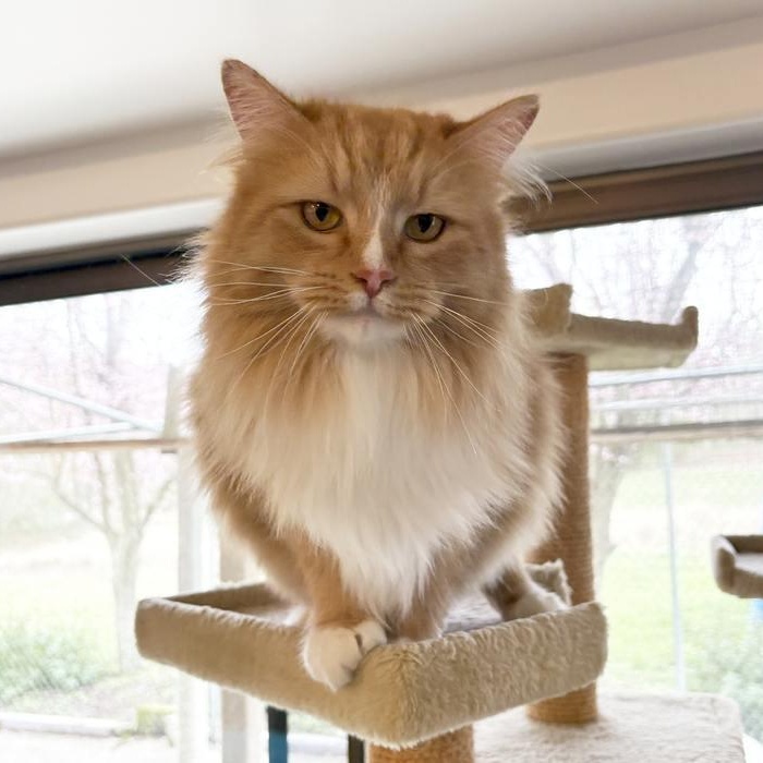 Enlarge WILBUR, a ADOPTABLE Domestic Long Hair in Sequim, WA image 2/6