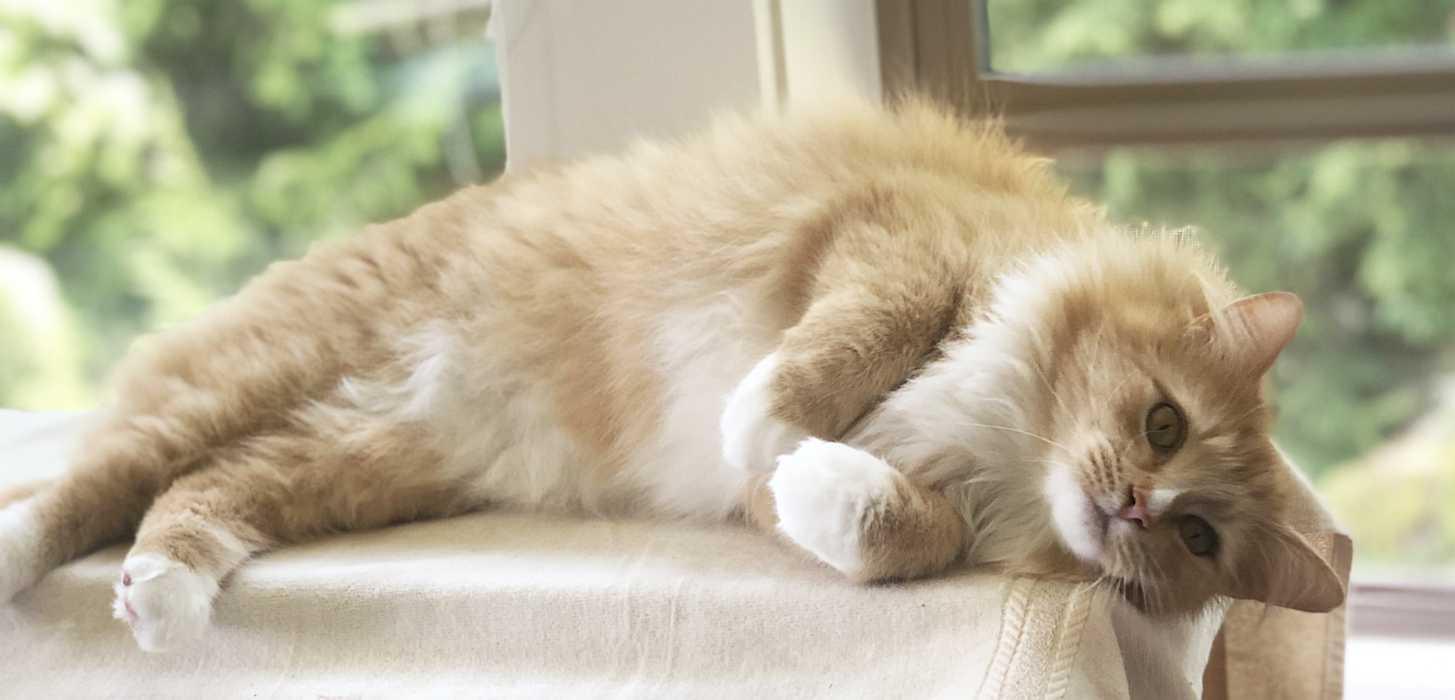 Enlarge WILBUR, a ADOPTABLE Domestic Long Hair in Sequim, WA image 5/6