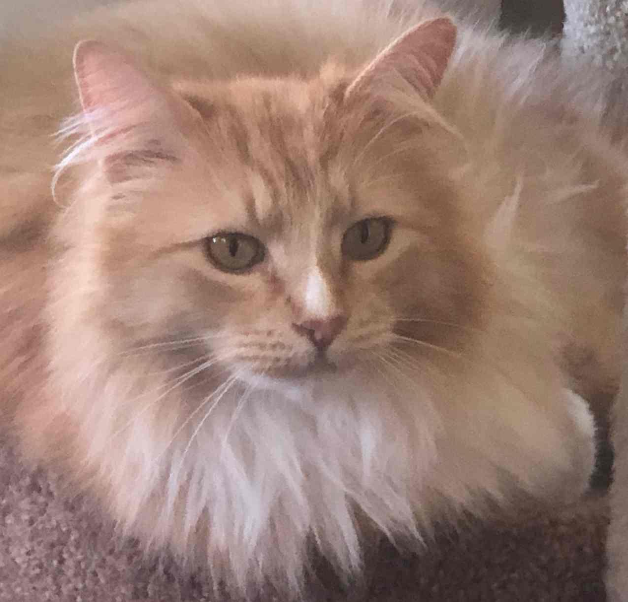 Enlarge WILBUR, a ADOPTABLE Domestic Long Hair in Sequim, WA image 1/6