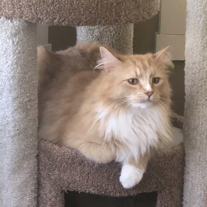 Enlarge WILBUR, a ADOPTABLE Domestic Long Hair in Sequim, WA image 6/6