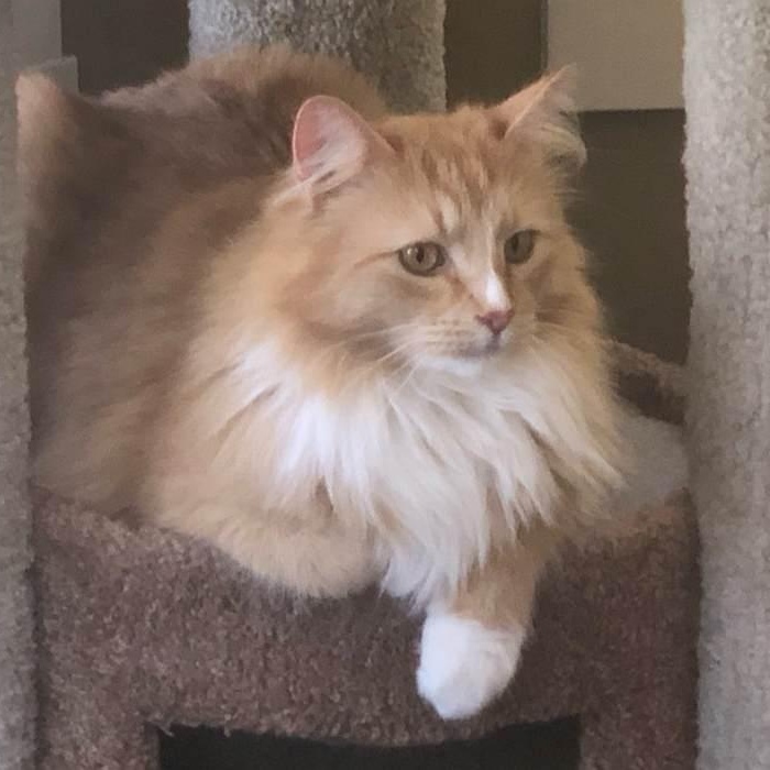 Enlarge WILBUR, a ADOPTABLE Domestic Long Hair in Sequim, WA image 4/6