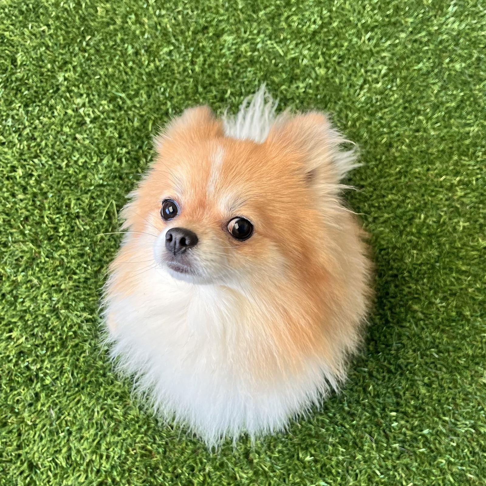 Pluto, Adopted, Adult Male Pomeranian.