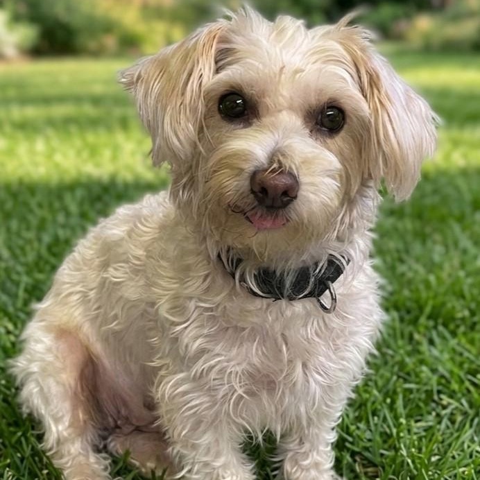 Azalea 5400, adopted, Young Female Maltese.