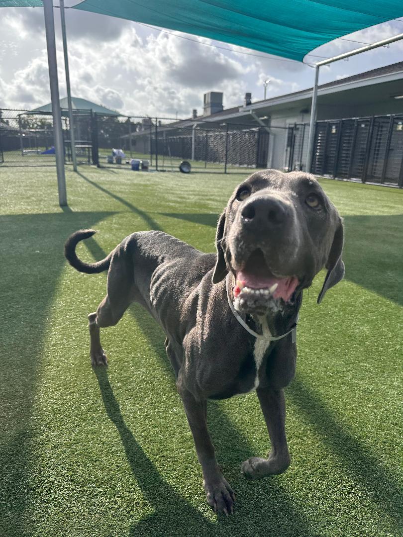 Fiona, a ADOPTABLE Great Dane in Houston, TX image 5/6