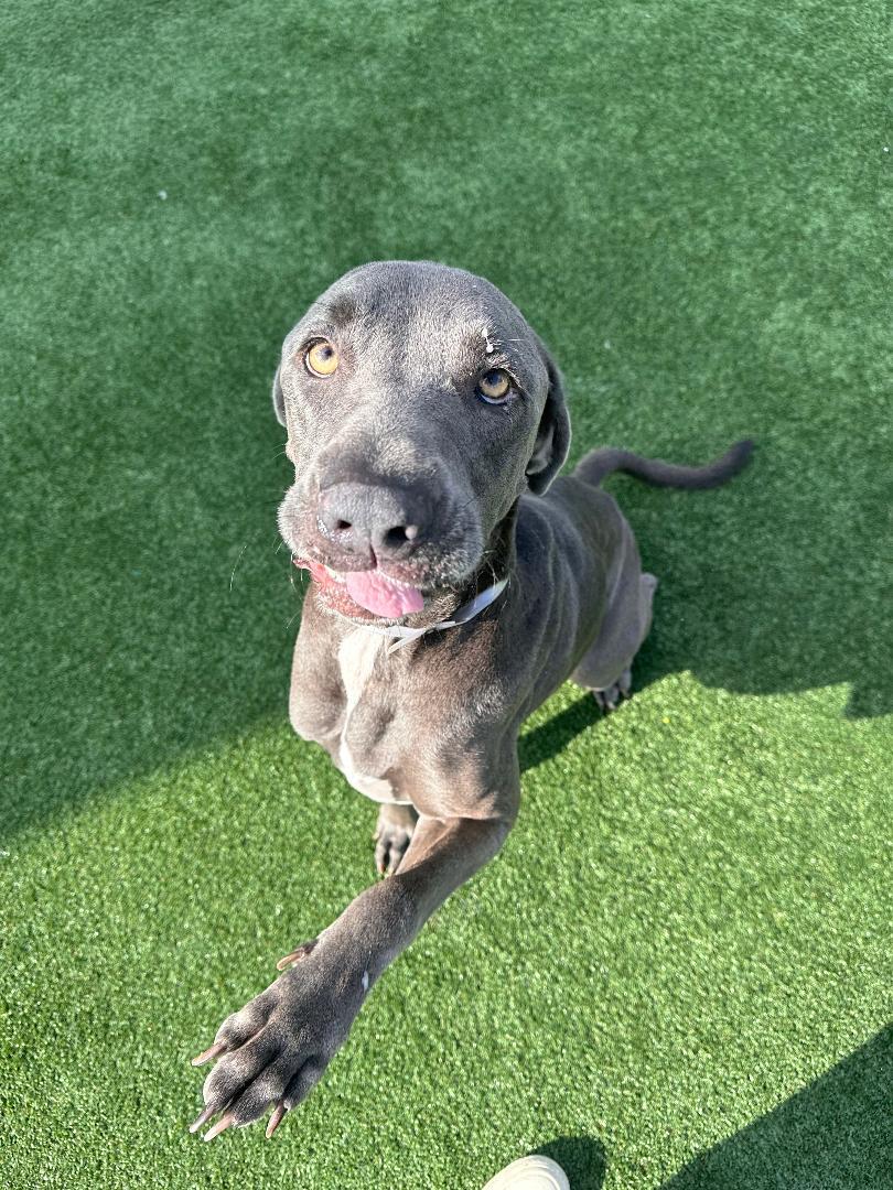 Fiona, a ADOPTABLE Great Dane in Houston, TX image 6/6