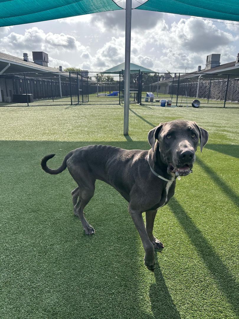 Fiona, a ADOPTABLE Great Dane in Houston, TX image 2/6