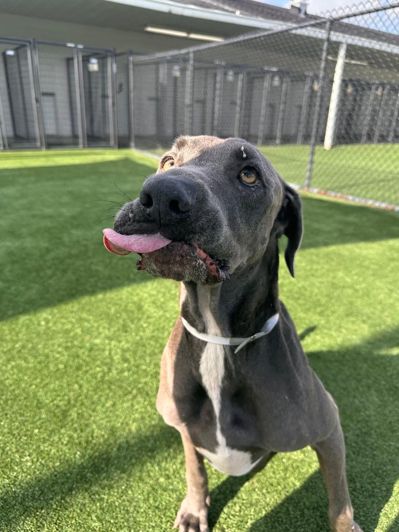 Fiona, a ADOPTABLE Great Dane in Houston, TX image 1/6