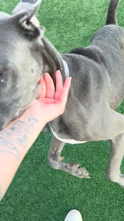 Enlarge Fiona, a ADOPTABLE Great Dane in Houston, TX video 3/6