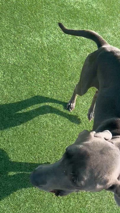 Enlarge Fiona, a ADOPTABLE Great Dane in Houston, TX video 4/6