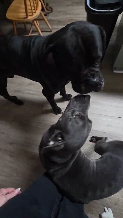 Enlarge Fiona, a Adoptable mixed breed in Houston, TX video 1/6