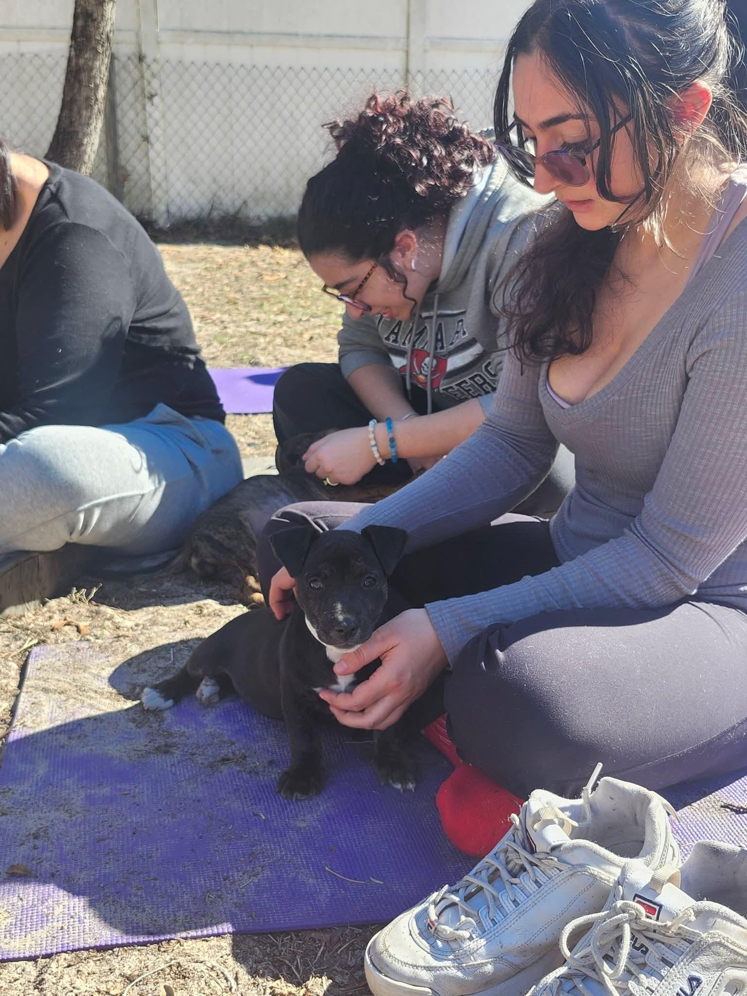 Enlarge Monty, a ADOPTABLE mixed breed in Weeki Wachee, FL image 2/6