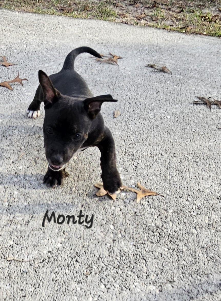 Enlarge Monty, a ADOPTABLE mixed breed in Weeki Wachee, FL image 3/6