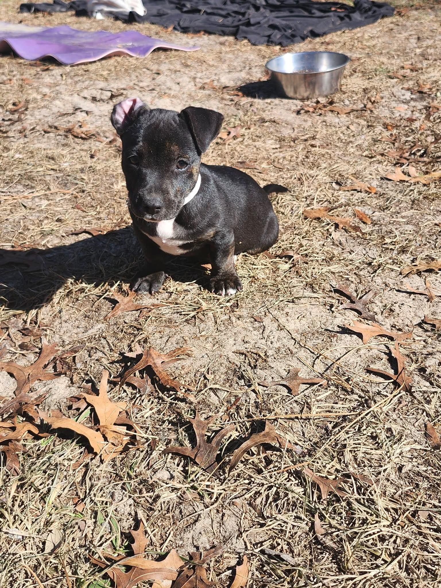 Enlarge Monty, a ADOPTABLE mixed breed in Weeki Wachee, FL image 4/6
