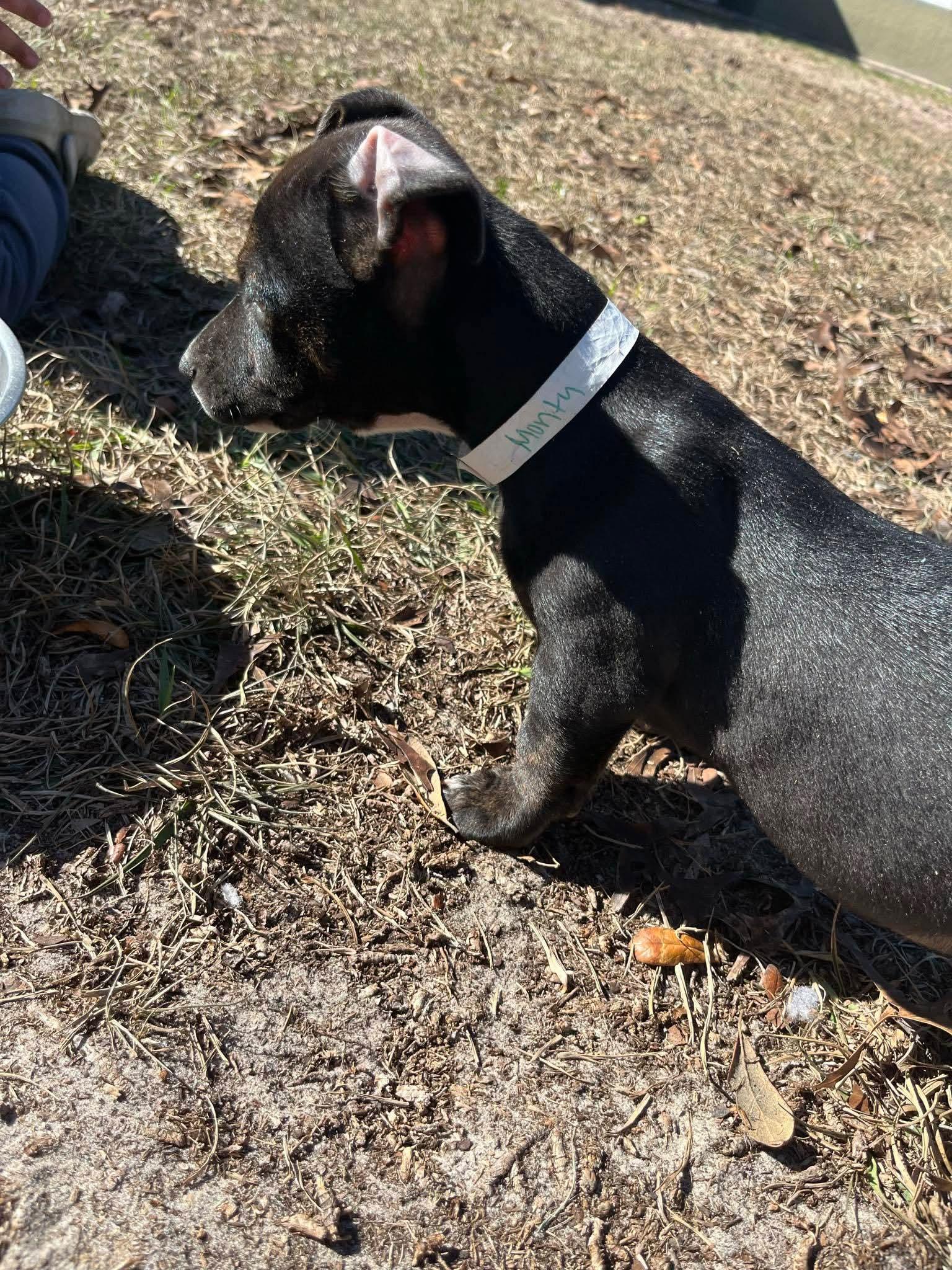 Enlarge Monty, a ADOPTABLE mixed breed in Weeki Wachee, FL image 5/6