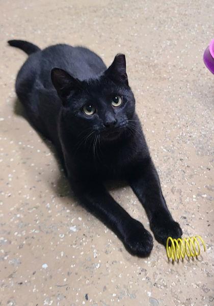 6612 (Paul), a Adoptable Domestic Short Hair in Lake City, MI image 1/2