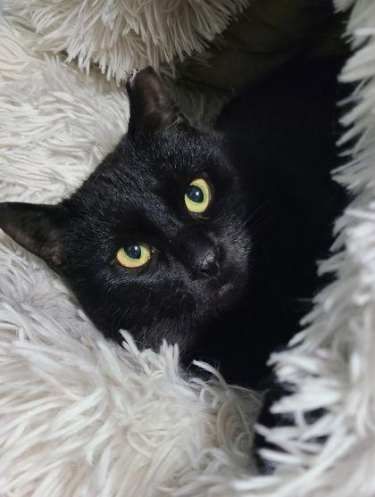 6612 (Paul), a Adoptable Domestic Short Hair in Lake City, MI image 2/2