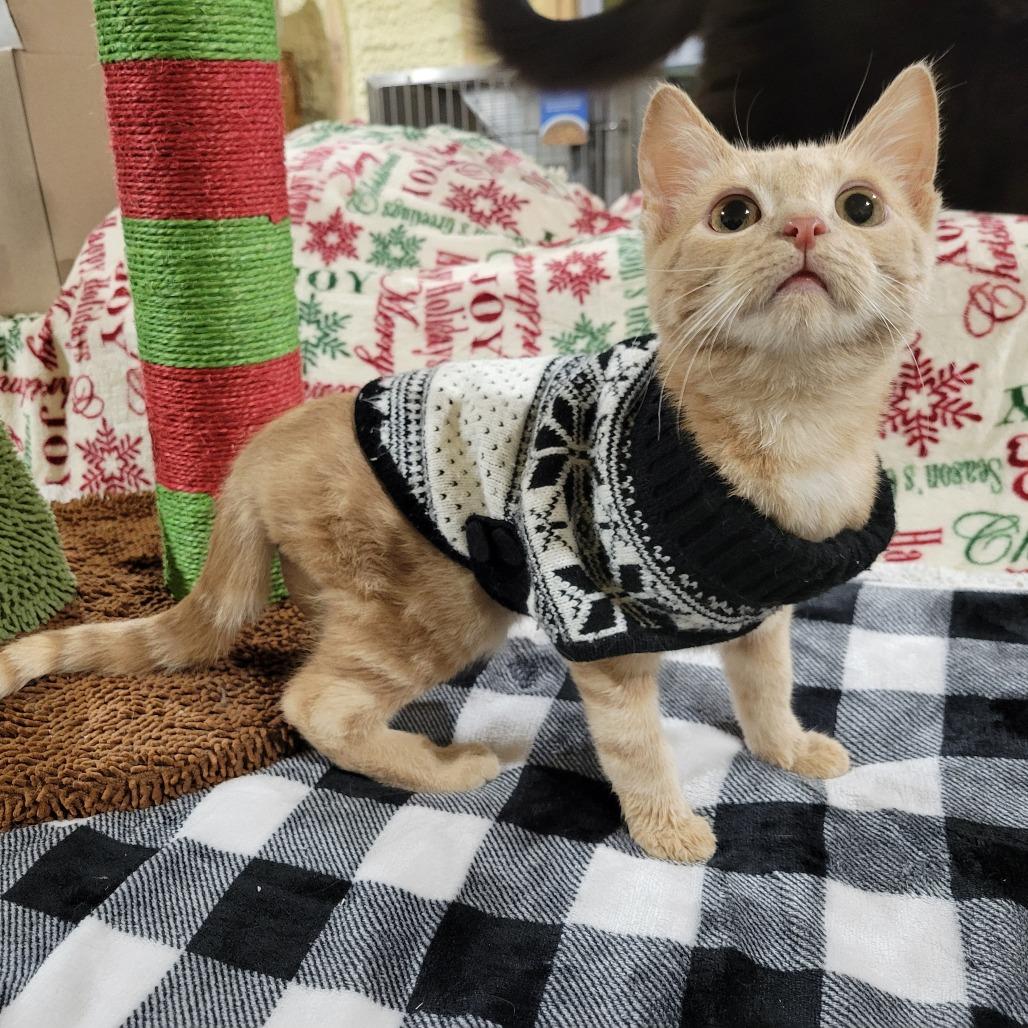 Roger, a Adoptable Domestic Short Hair in Flower Mound, TX image 1/2