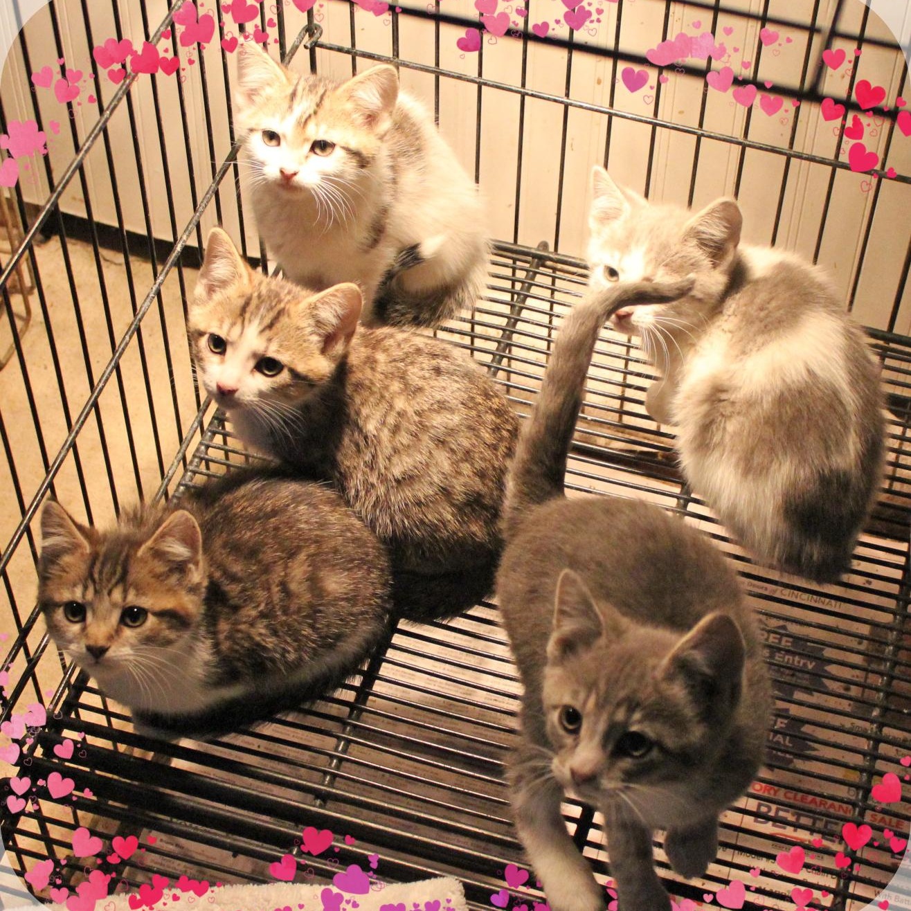 Enlarge "P" Kittens, a ADOPTABLE Tabby in Amelia, OH image 1/1