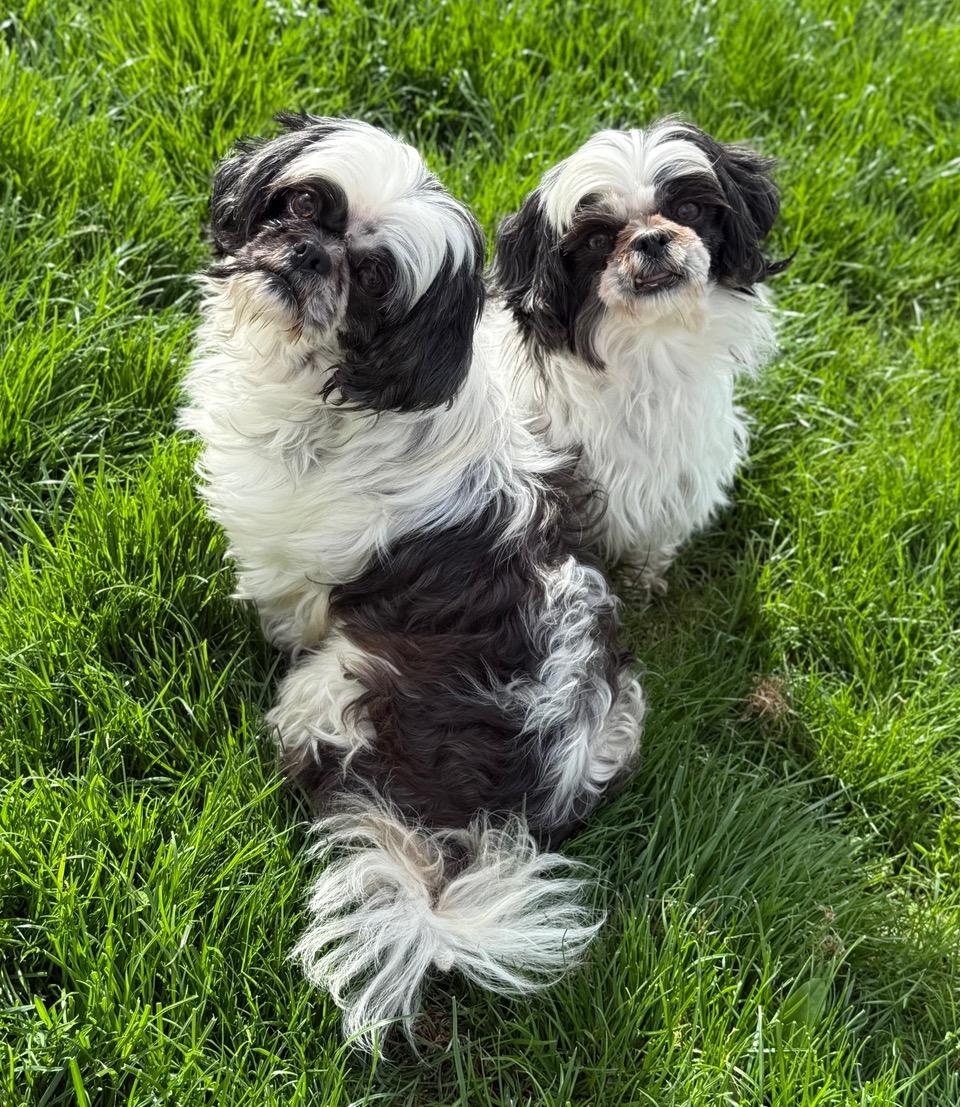 Mia And Bambi Bonded photo 1