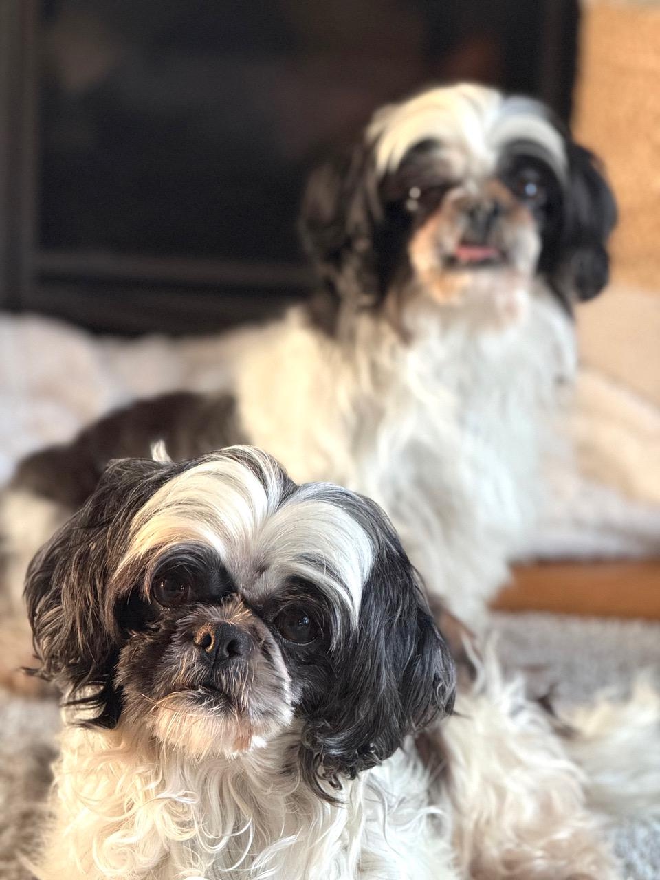 Mia And Bambi Bonded thumbnail 5