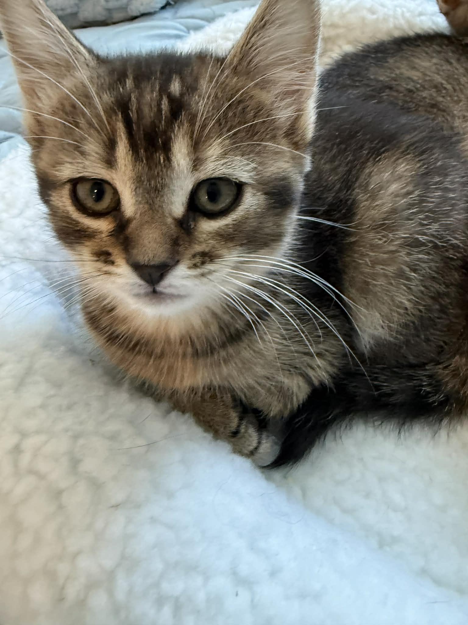 Petunia, Adopted, Young Female Domestic Short Hair.