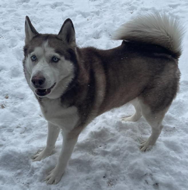 Enlarge Nova, a ADOPTABLE Siberian Husky in Atoka, TN image 3/3