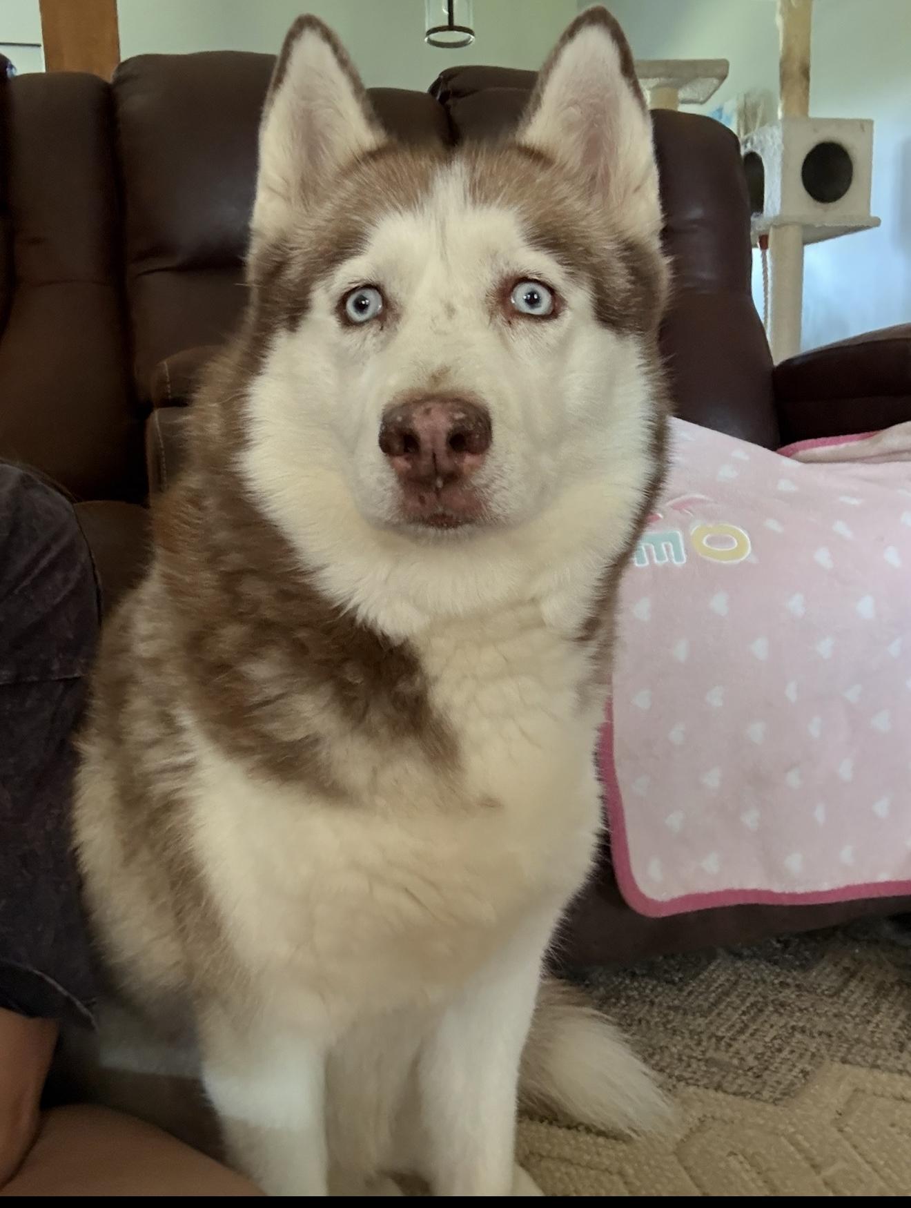 Enlarge Nova, a ADOPTABLE Siberian Husky in Atoka, TN image 2/3