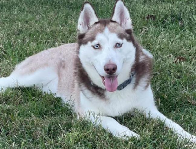 Nova, ADOPTABLE, Adult Female Siberian Husky.