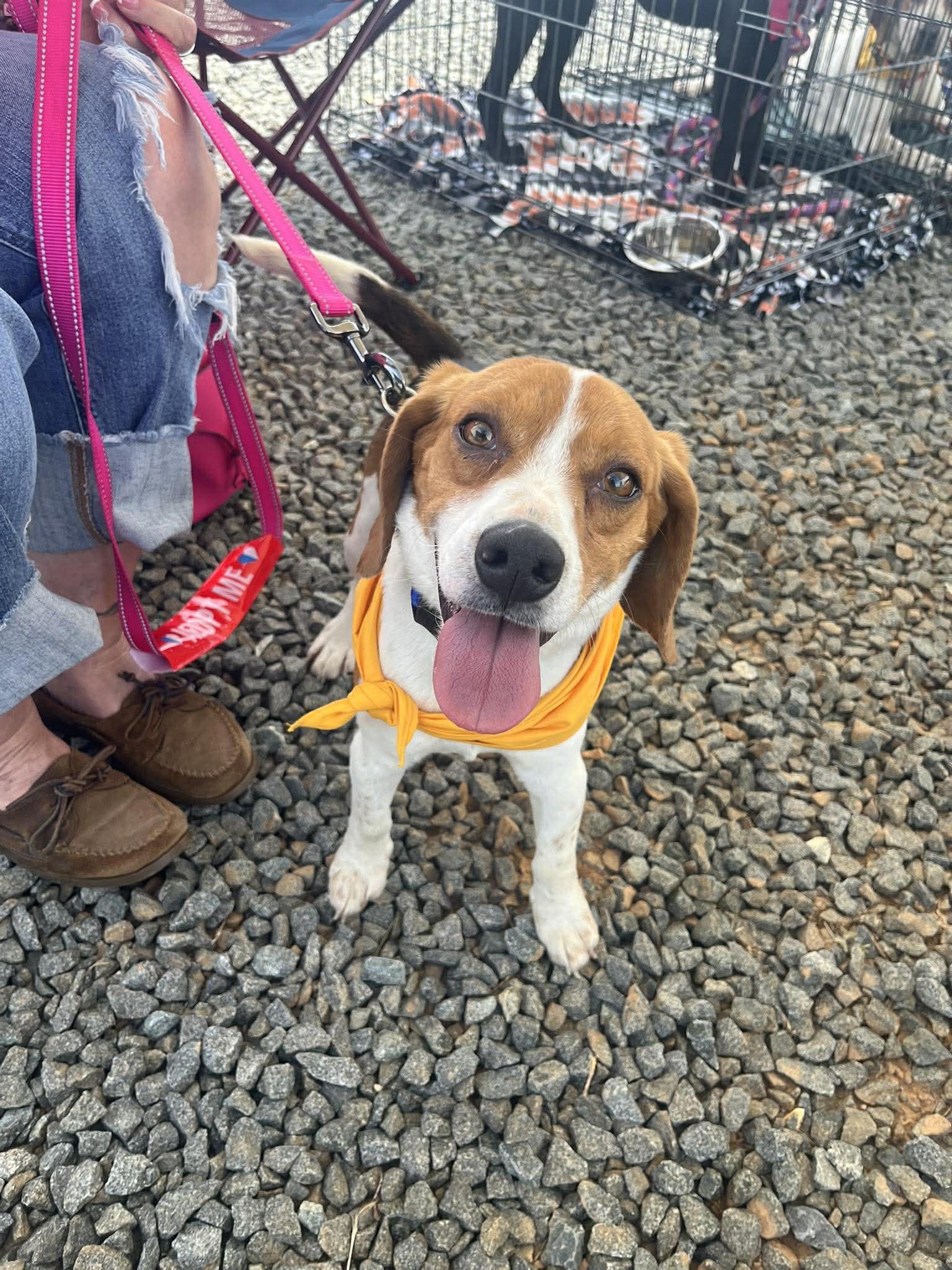 Hoppy Gilmore, ADOPTABLE, Young Male Beagle.