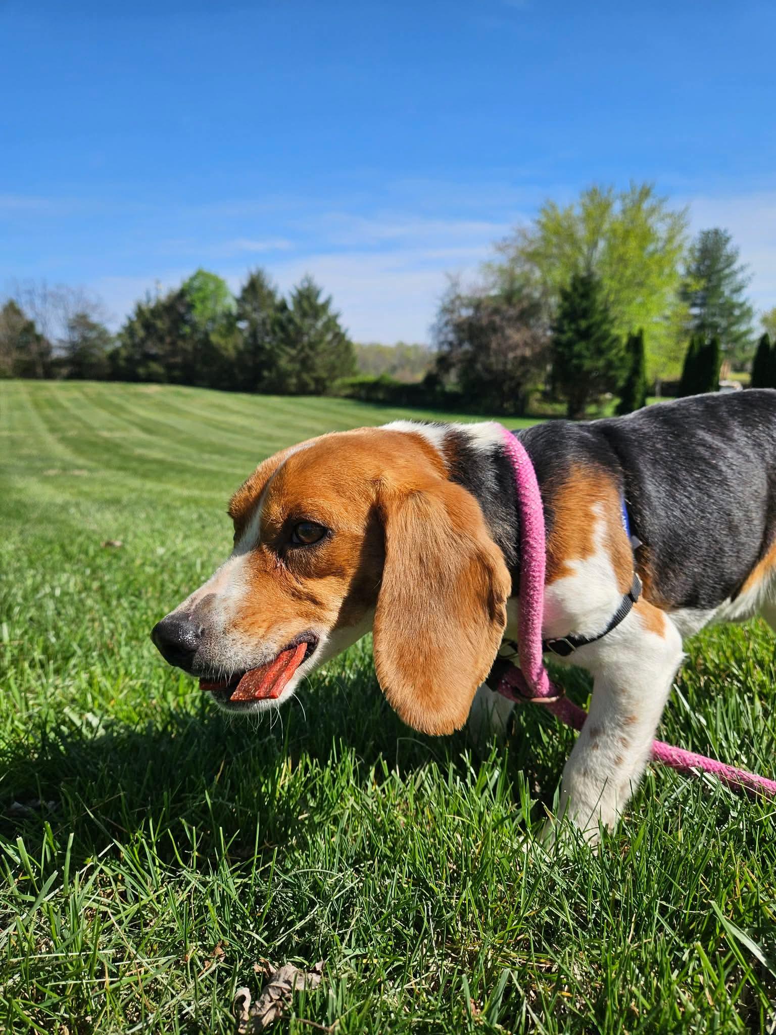 Enlarge Hoppy Gilmore, a ADOPTABLE Beagle in Culpeper, VA image 5/6