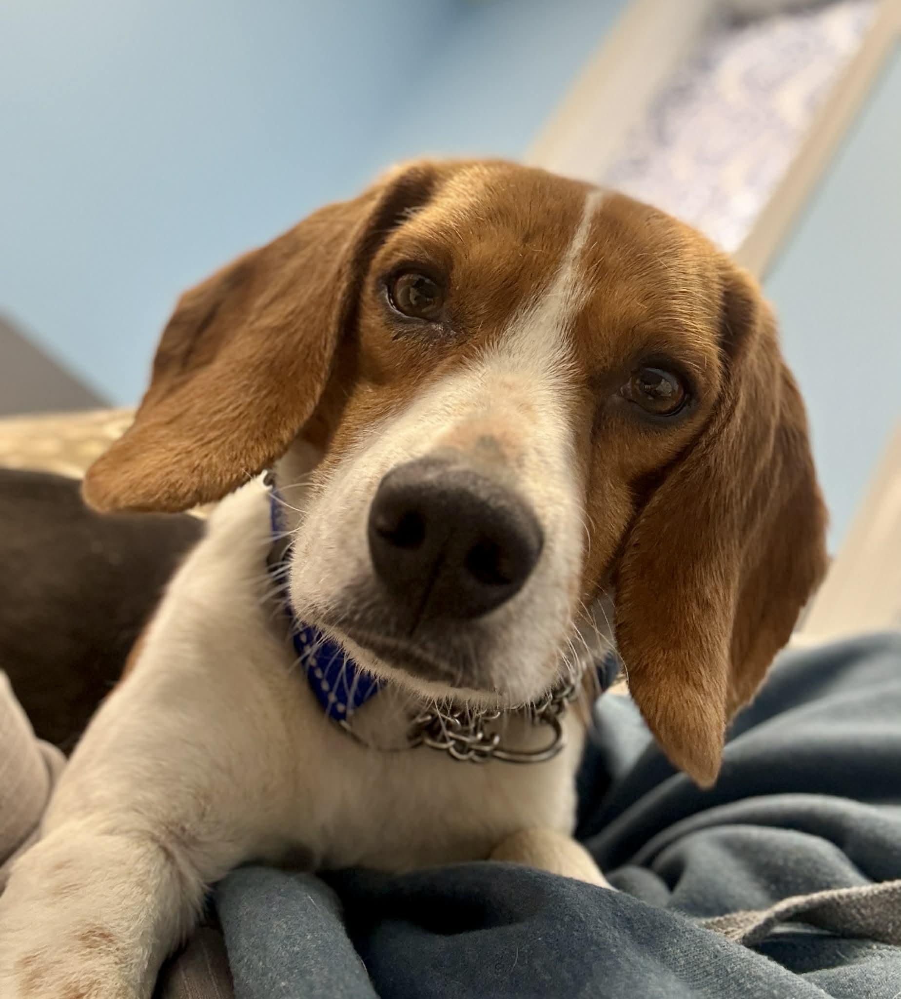 Enlarge Hoppy Gilmore, a ADOPTABLE Beagle in Culpeper, VA image 2/6