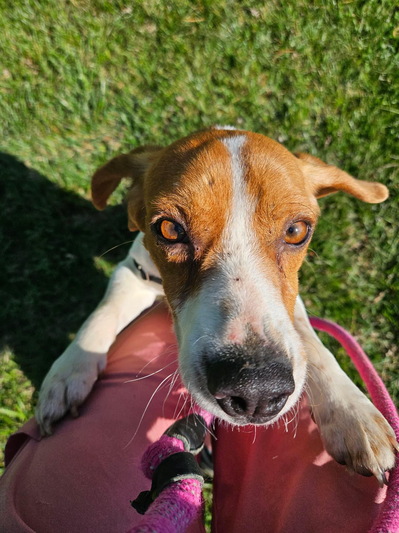 Enlarge Hoppy Gilmore, a ADOPTABLE Beagle in Culpeper, VA image 3/6