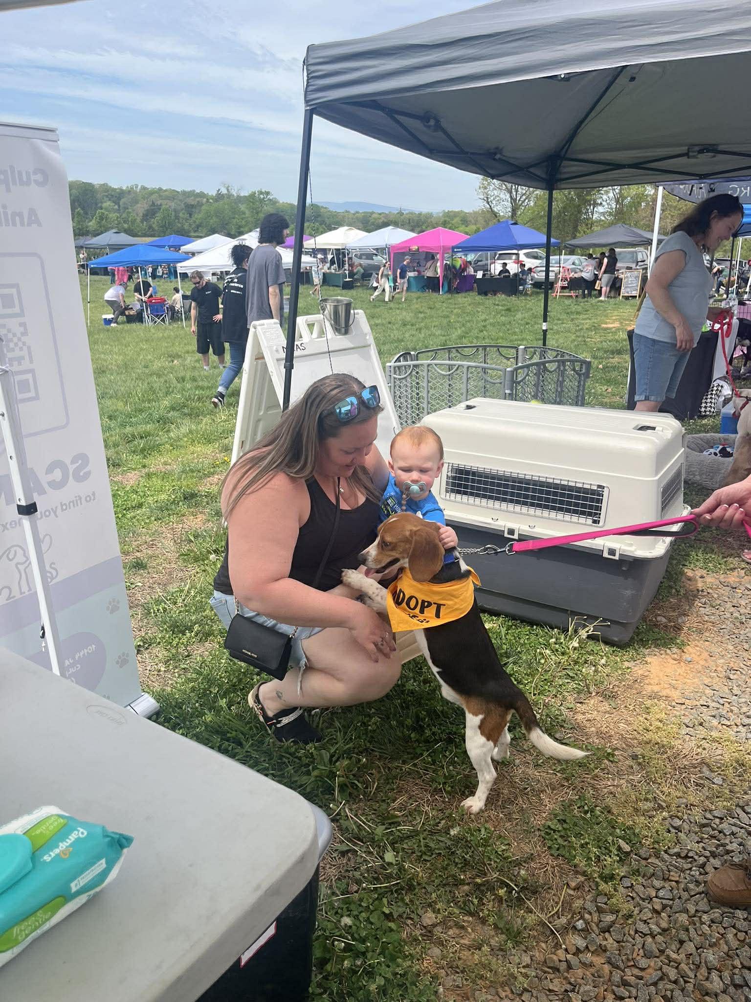 Enlarge Hoppy Gilmore, a ADOPTABLE Beagle in Culpeper, VA image 4/6