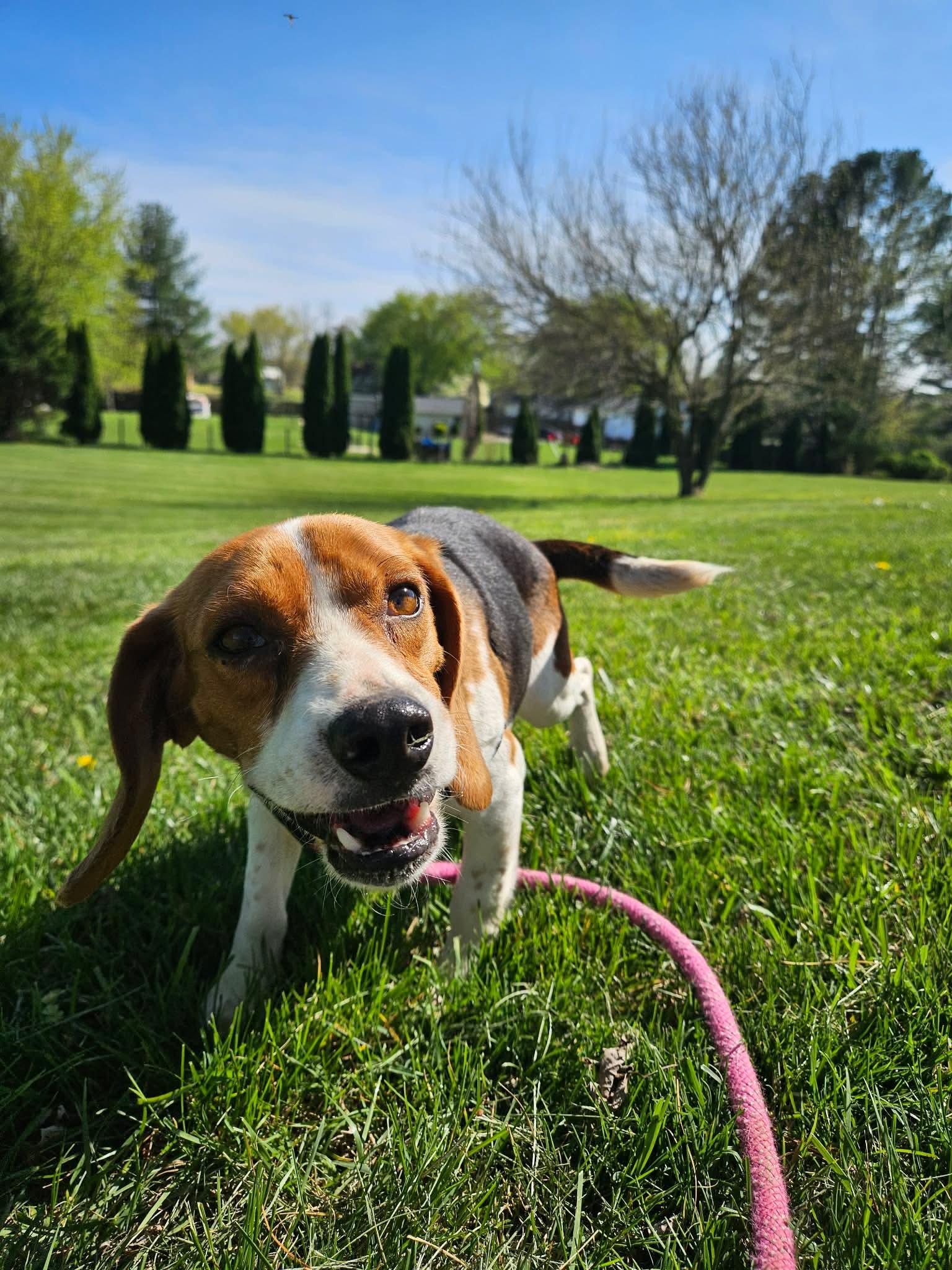 Enlarge Hoppy Gilmore, a ADOPTABLE Beagle in Culpeper, VA image 6/6